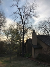 Tulsa tree removal dead hickory hanging over house