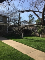 Wind damage to this tree for service in Tulsa.