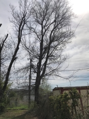 Large hackberry tree removal in Tulsa with a power line 