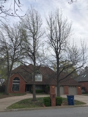 Double sweet gum tree removal service in South Tulsa.