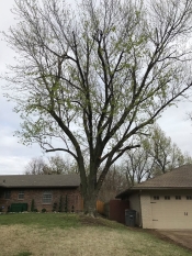 Medium tree trimming Tulsa - tree services