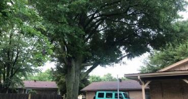 large oak removal large oak removal