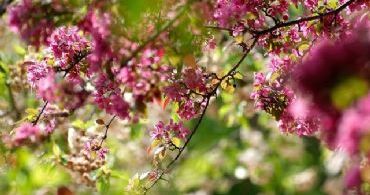 tulsa tree services tulsa tree services